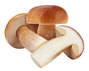 mushroom, boletus edulis, porcini, king bolete, isolated on white background, full depth of field