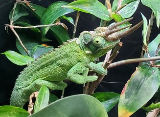 Closeup of a green Jackson’s chameleon on a tree