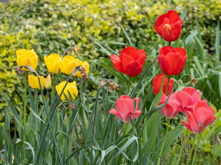 Fototapeta premium Rot-gelbe Blumenpracht
