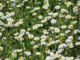 daisies in a field