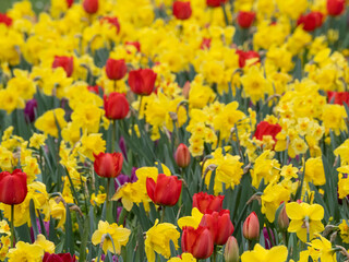 Rot-gelbe Blumenpracht