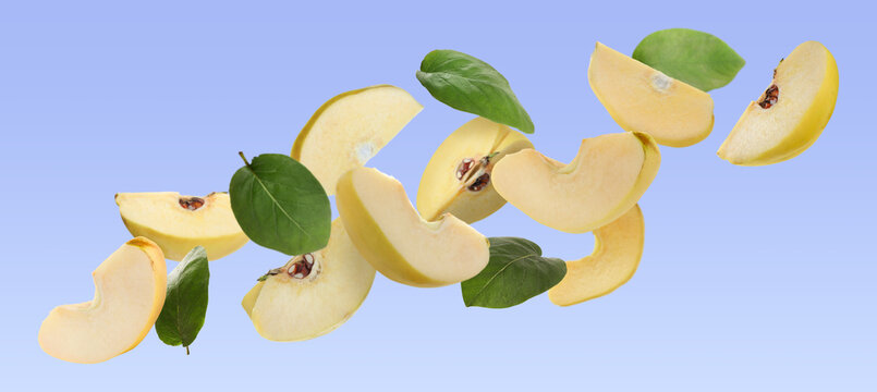 Quince pieces and green leaves falling on violet blue background, banner design
