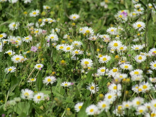 daisies in a field