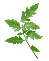 Fotobehang tomato leaf, isolated on white background, full depth of field © grey