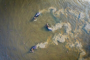 Aerial view of domestic water buffaloes in wetland, Located in Thale Noi, Phatthalung province, Thailand.