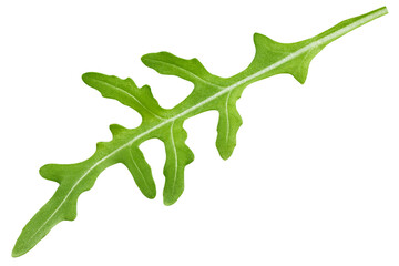 Obraz premium Arugula, rocket, eruca, rucola, isolated on white background, full depth of field