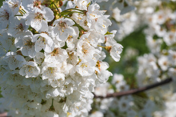 Close-up of cherry blossoms in Wiesbaden-Frauenstein - Germany in the Rheingau