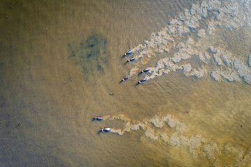 Aerial view of domestic water buffaloes in wetland, Located in Thale Noi, Phatthalung province, Thailand.