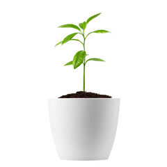 young plant growing in pot, isolated on white background