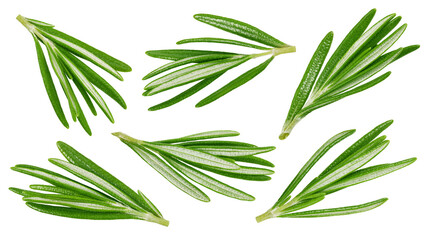 rosemary isolated on white background, full depth of field
