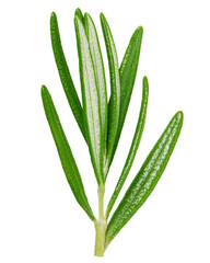 rosemary isolated on white background, full depth of field