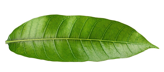 Mango leaf isolated on white background, full depth of field