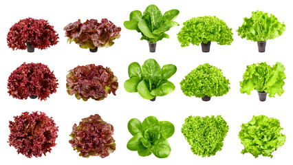 salad, lettuce, Batavia, Lollo Bionda, Romain, Red Oak, Lollo Rosso, isolated on white background, full depth of field