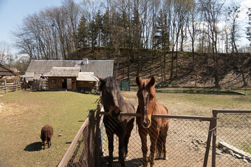 Two brown horses stand behind a fence