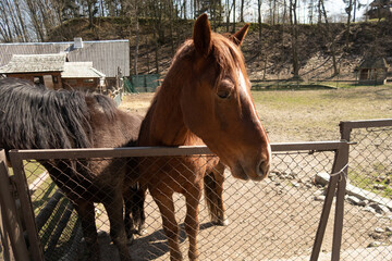 Two brown horses stand behind a fence