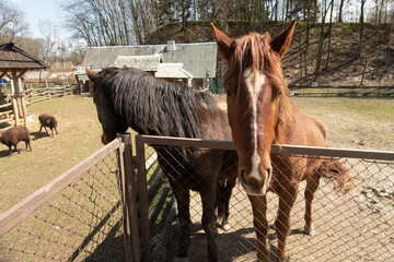 Two brown horses stand behind a fence