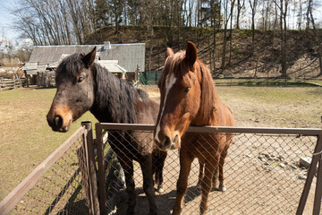 Two brown horses stand behind a fence