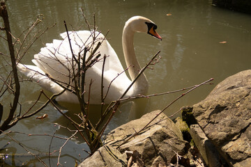 White swan on the lake near a horse through tree branches