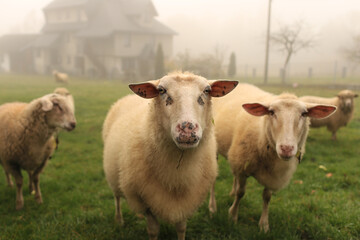 Cute beautiful sheep in the crowd looking at the photographer.