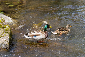 Mallard ducks in a creek