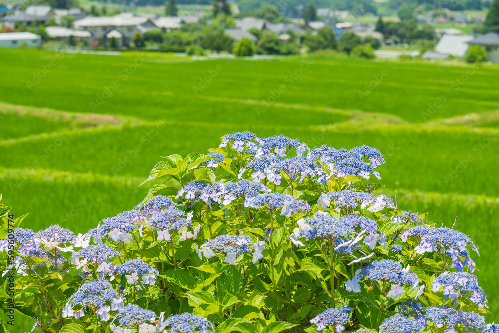 Sticker 初夏の紫陽花から見る田園風景