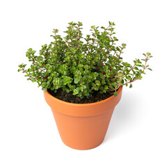 Plant pot with a Thymus pulegioides Tabor plant isolated on white background