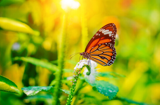 Image of a butterfly on the flower with blurry background.