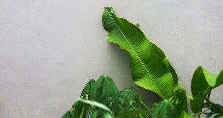 Green palm leaves against a gray concrete wall. Creative design with space for text