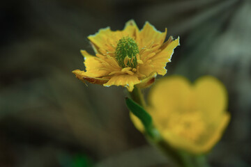 A beautiful yellow flower blooming in the forest with sun.