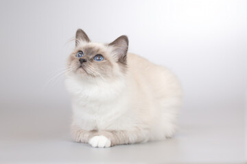 Four months old kitten female of Birma cat portrait