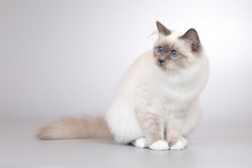 Obraz premium Four months old kitten female of Birma cat portrait