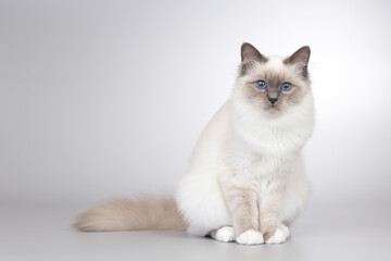 Obraz premium Four months old kitten female of Birma cat portrait