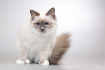 Four months old kitten female of Birma cat portrait