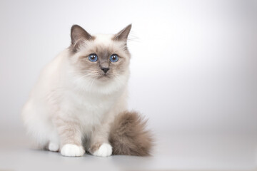 Four months old kitten female of Birma cat portrait