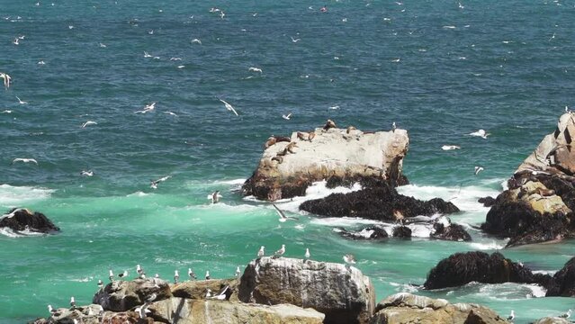 slow motion of sea birds like cormorant diving for fish on the rocky coastline of the pacific ocean in Chile.