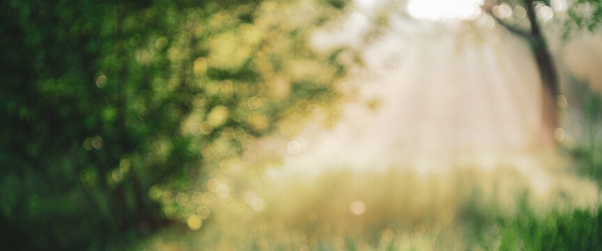 Blurry abstract scenic natural green background. Blurred green grass in sunny day with copy space. Sunshine on beautiful grass in blur. Morning nature in sunlight. Defocused backdrop with sunbeams.