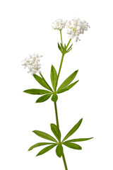 Twig of fresh green sweet woodruff plant with flowers close up on white background