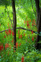 red wildflowers on the forest floor at the edge of a meadow
