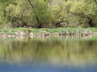 Tranquille scene at the pond on a beautiful spring day