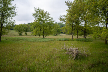 dead tree stump in the middle of a grassland prairie with trees in the background