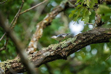nuthatch bird on a branch in a dynamic pose as it tracks insects