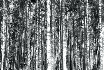 Overexposed image of birch and pine trees in straight vertical lines. Black and white, abstract background pattern texture