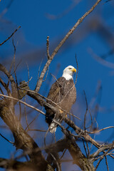 bald eagle roosting in a bare tree along the river side