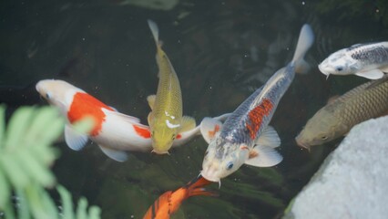 Koi fish that move in the water sometimes rise to the surface because they are given food, 4k