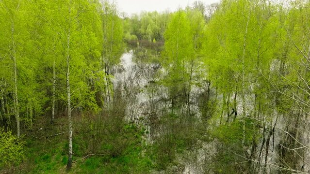 River lake swamp water forest spring nature park tree green
