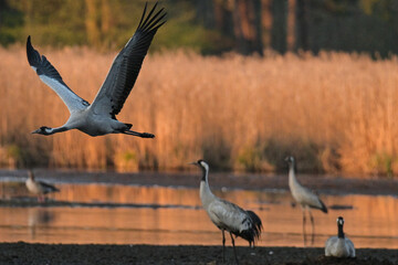 grauer Kranich im Sonnenaufgang