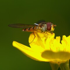 bee on the yellow flower close up