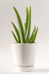 Potted Aloe Vera Plant