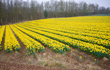 Daffodil crop in field at a rural agriculture farmland