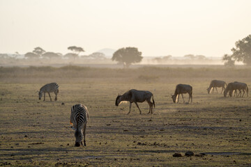 Backlit photo of a dusky dusk scene as a zebra grazes. Wildebeests (defocused) in background as the sun sets in Amboseli National Park